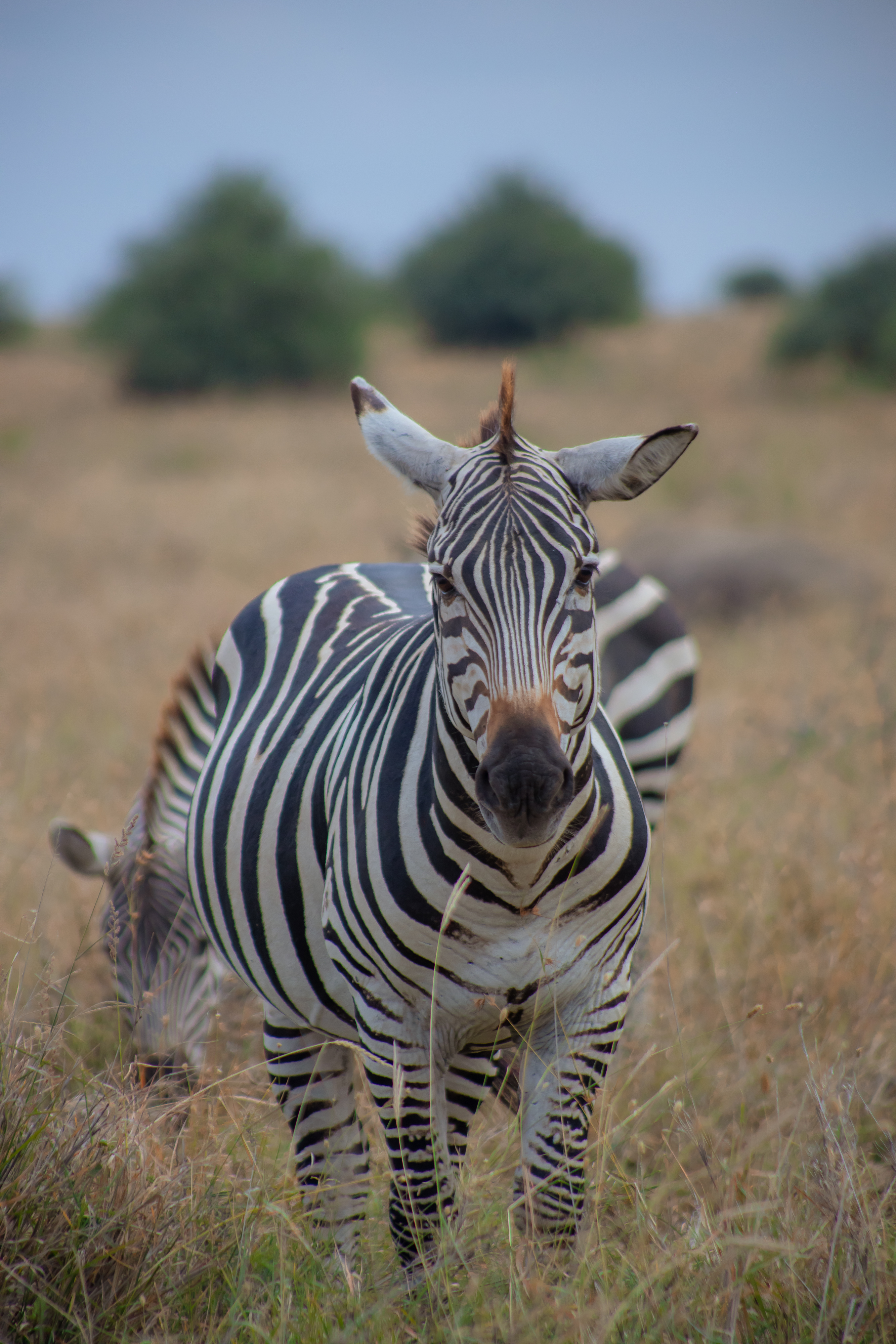 4 Days Great Masai Mara Luxury Migration Safari